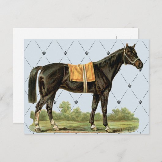 Briefkaart  zadelpaard (Voorkant / Achterkant)