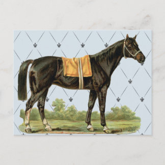 Briefkaart  zadelpaard