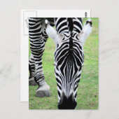Briefkaart Zebra Stripes (Voorkant / Achterkant)