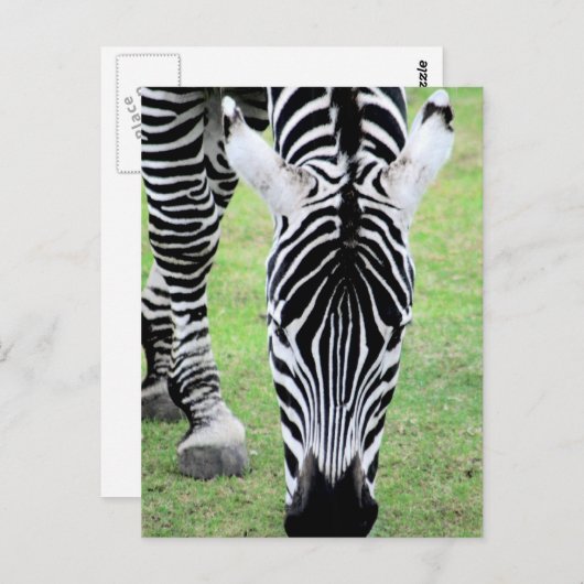 Briefkaart Zebra Stripes (Voorkant / Achterkant)