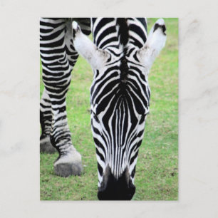 Briefkaart Zebra Stripes