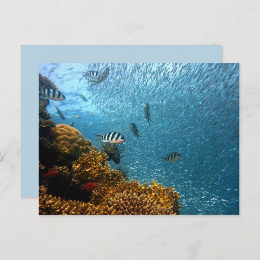 briefkaart zee (Voorkant / Achterkant)