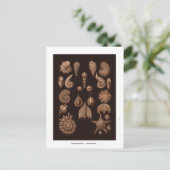 Briefkaart  Zee Life Illustratie  (Staand voorkant)