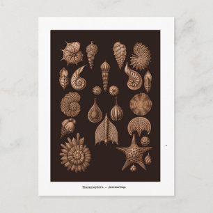 Briefkaart  Zee Life Illustratie