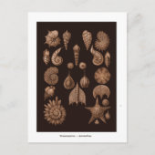 Briefkaart  Zee Life Illustratie  (Voorkant)