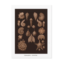 Briefkaart  Zee Life Illustratie 