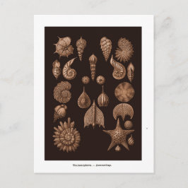 Briefkaart Zee Life Illustratie