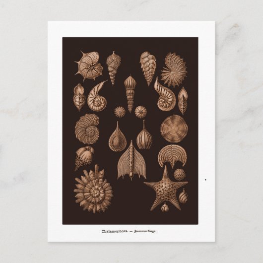 Briefkaart  Zee Life Illustratie  (Voorkant)