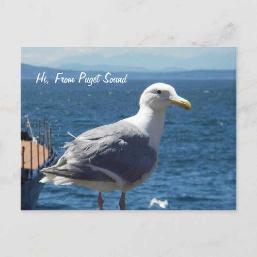 Briefkaart: Zeemeeuw #1 Briefkaart (Voorkant)
