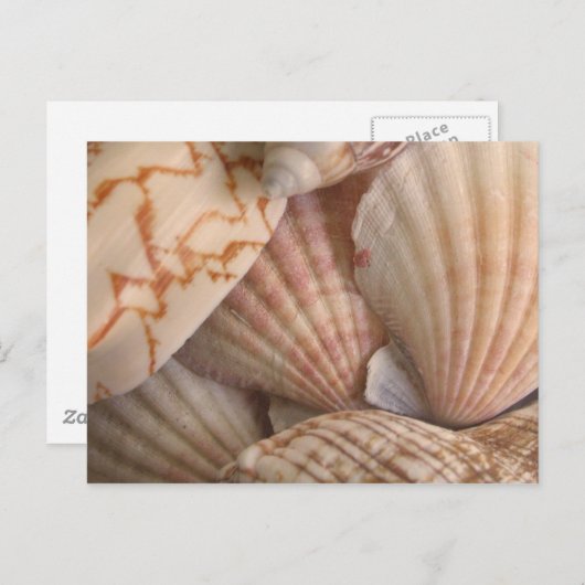 Briefkaart zeeschelpen (Voorkant / Achterkant)