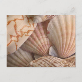 Briefkaart zeeschelpen