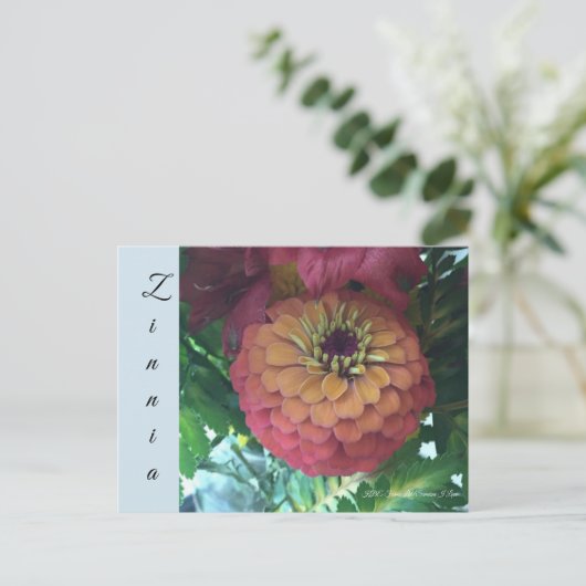 Briefkaart - Zinnia (Staand voorkant)