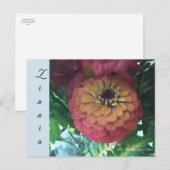 Briefkaart - Zinnia (Voorkant / Achterkant)