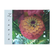 Briefkaart - Zinnia