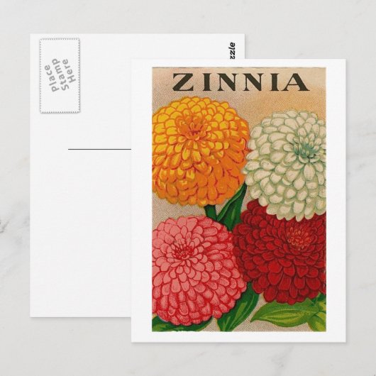  briefkaart zinnia-zaadpakket (Voorkant / Achterkant)