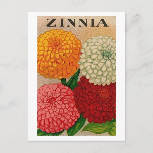  briefkaart zinnia-zaadpakket (Voorkant)