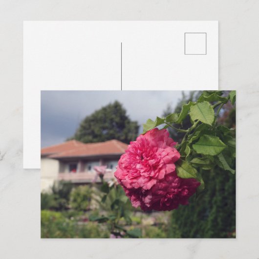 Briefkaart zomer (Voorkant / Achterkant)