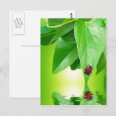 Briefkaart zomer (Voorkant / Achterkant)