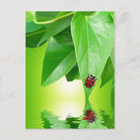 Briefkaart zomer (Voorkant)