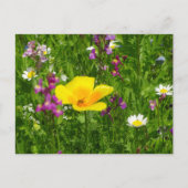 Briefkaart zomerbloemen (Voorkant)