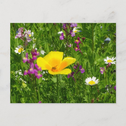 Briefkaart zomerbloemen (Voorkant)