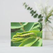 Briefkaart zonder kleerstof (Staand voorkant)