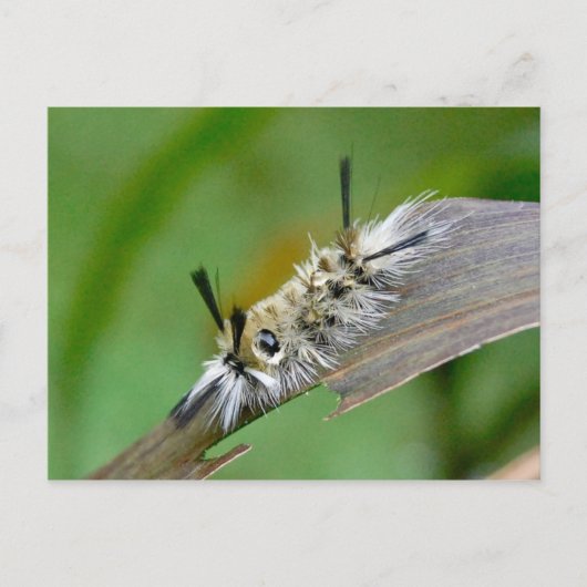 Briefkaart zonder titel (Voorkant)