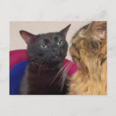 Briefkaart zoned uit Cat meme (Voorkant)