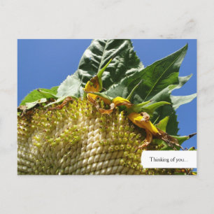 Briefkaart zonnebloem