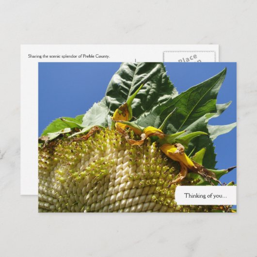  Briefkaart zonnebloem (Voorkant / Achterkant)