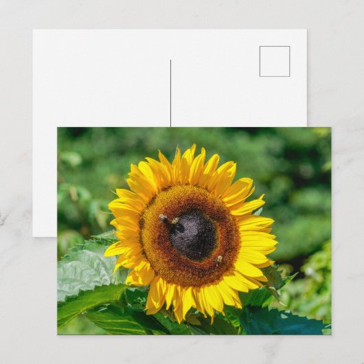 Briefkaart - Zonnebloem Vermont (Voorkant / Achterkant)