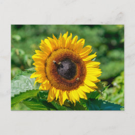 Briefkaart - Zonnebloem Vermont