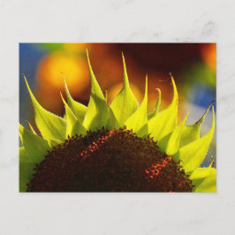 Briefkaart Zonnebloemdromen