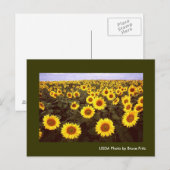 Briefkaart / Zonnebloemen in Fargo North Dakota. (Voorkant / Achterkant)