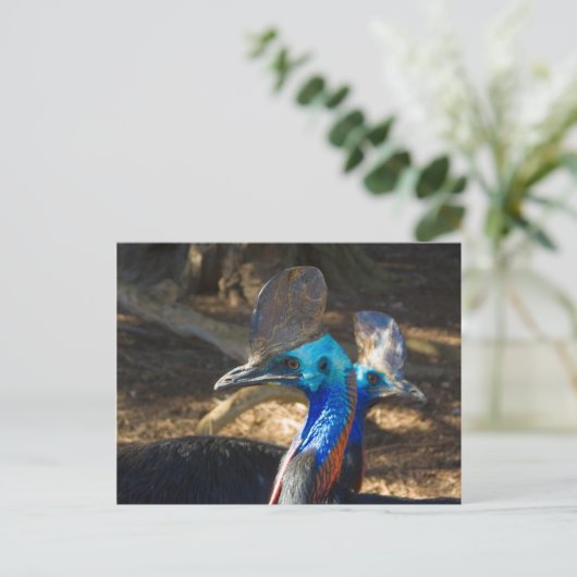 Briefkaart Zuid-Cassowary (Staand voorkant)