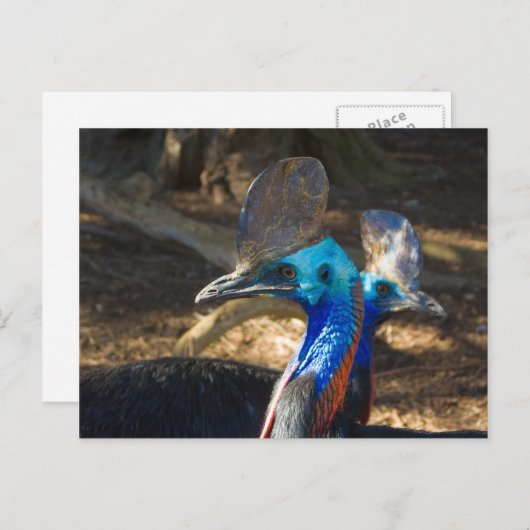 Briefkaart Zuid-Cassowary (Voorkant / Achterkant)
