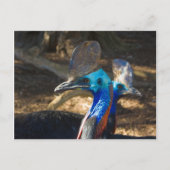 Briefkaart Zuid-Cassowary (Voorkant)
