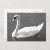 Briefkaart - Zwan in zwart-wit (Voorkant / Achterkant)