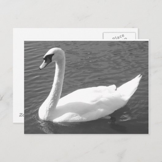 Briefkaart - Zwan in zwart-wit (Voorkant / Achterkant)