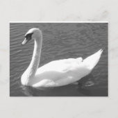 Briefkaart - Zwan in zwart-wit (Voorkant)