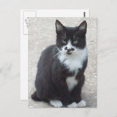 Briefkaart zwart-wit kat (Voorkant / Achterkant)