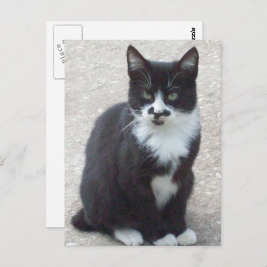 Briefkaart zwart-wit kat (Voorkant / Achterkant)