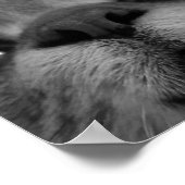 Briefkaart zwart-wit kattegezicht poster (Hoek)