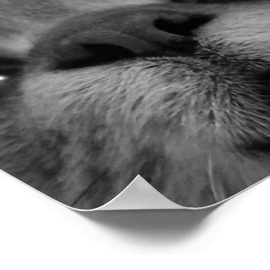 Briefkaart zwart-wit kattegezicht poster (Hoek)