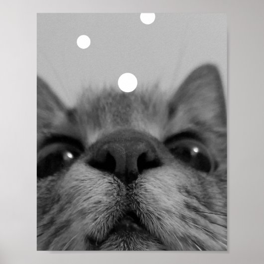 Briefkaart zwart-wit kattegezicht poster (Voorkant)