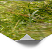 Briefkaart zwarte en witte kippen poster (Hoek)