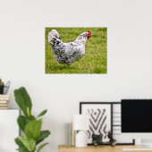 Briefkaart zwarte en witte kippen poster (Thuiskantoor)