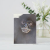 Briefkaart zwarte spinaap (Staand voorkant)