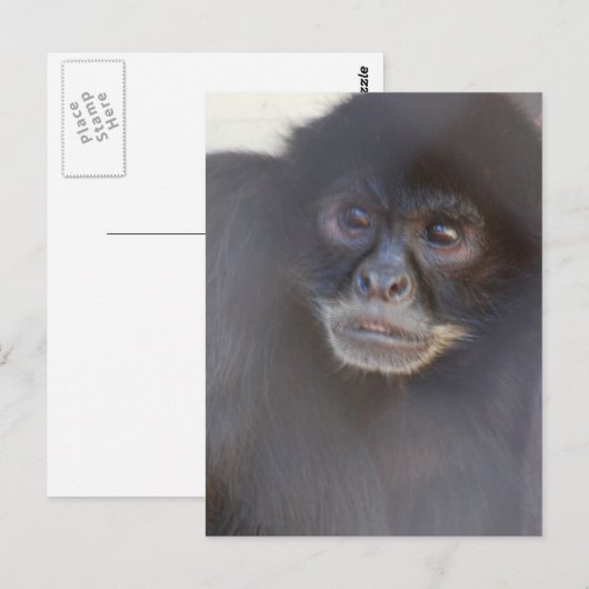 Briefkaart zwarte spinaap (Voorkant / Achterkant)