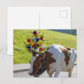 Briefkaart Zwitserse Koe (Voorkant / Achterkant)